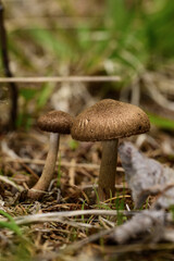Small mushrooms growing in the forest