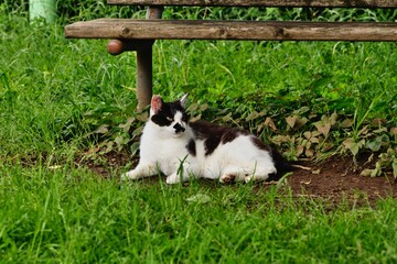 保護猫