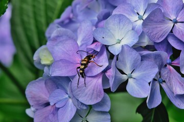アジサイとヨツスジハナカミキリ