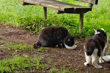 食事をする保護猫