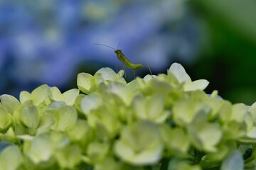 アジサイとカマキリ