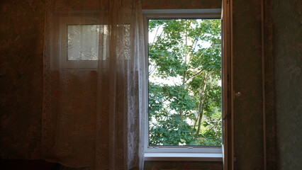 View through the window on green maple tree.