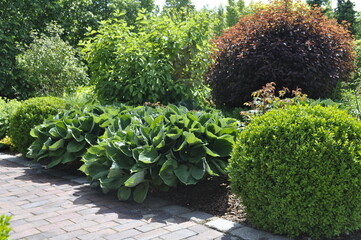 Beautiful landscaping in the garden with white flowers and green grass
