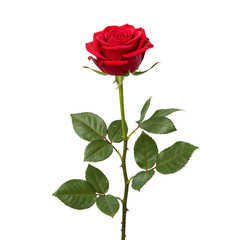 Fototapeta premium Single red rose stem isolated on transparent background