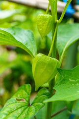 ホウズキの若い実