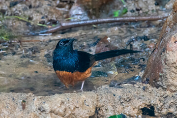 white-rumped shama or Copsychus malabaricus seen in Karimganj, Assam, India