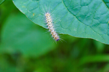 葉の上を動き回る毛虫
