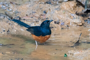 white-rumped shama or Copsychus malabaricus seen in Karimganj, Assam, India