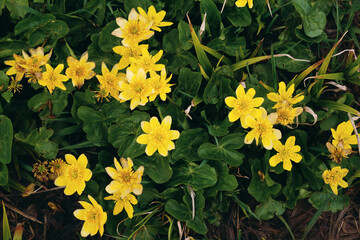 Caltha palustris. Yellow flowers at the spring