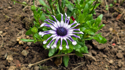 African daisy Osteospermum Whirligig features a single striking lavender-white bloom with unique...
