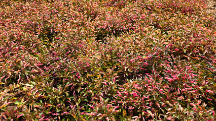 Alternanthera Purple Knight, also called joyweed and calico plant, forms a dense mat of...