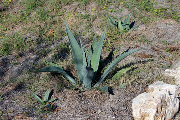Agave americana, also called century plant, forms a large blue-green rosette with spiny, pointed leaves, growing in dry, rocky soil among sparse grass and stones in full sun