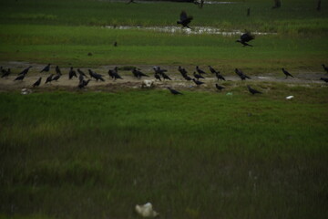 A large flock of crows is eating and fighting by the riverside in a green field.
