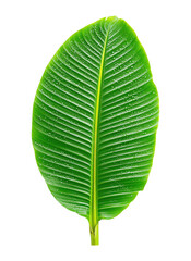 Obraz premium Large vibrant green leaf glistening with fresh water droplets isolated on png transparent background