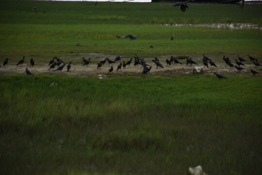 A large flock of crows is eating and fighting by the riverside in a green field.