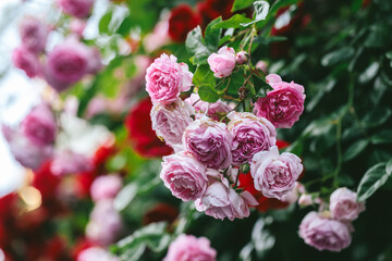 Soft pink blooming roses in natural light, close-up view in a romantic garden scene, delicate...