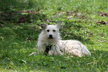 Shaggy white dog with upright ears lies relaxed in tall green grass, partially shaded by trees,...