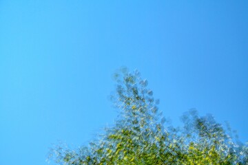 Artistic blur of green tree leaves against a clear blue sky, captured in motion to create a dreamy, abstract impression of nature and summer light