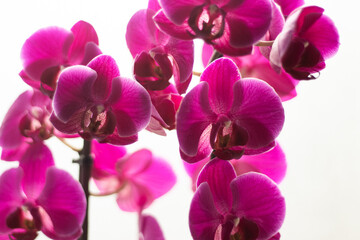 Fototapeta premium Elegant tropical orchid blossoms in vivid pink shades. Beautiful floral close-up for cosmetic branding, print design, or wedding invitations.