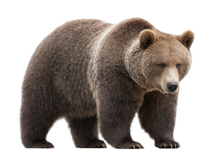 Obraz premium Majestic brown bear standing