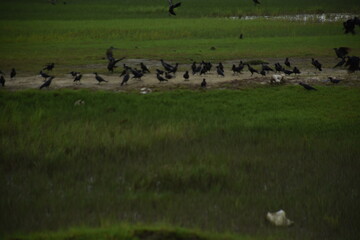 A large flock of crows is eating and fighting by the riverside in a green field.