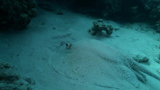 A feather-tailed stingray (Pastinachus sephen) lies partially buried in sand. The wide shot transitions into a close-up of its eyes and spiracles.