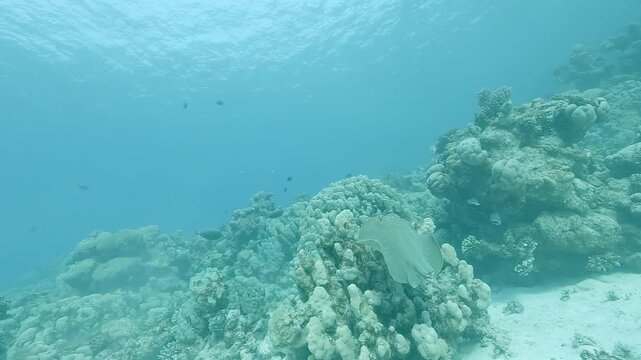 A stingray (Dasyatidae, Myliobatiformes) with a missing tail, likely severed by a shark bite, glides near the seafloor. Side view. Check my portfolio for more stingray footage.