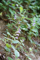 북한산 칼바위능선 식물