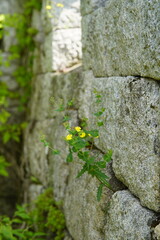 북한산 칼바위능선 식물