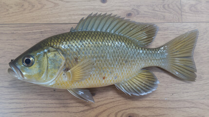 Fish Snakeskin gourami - Trichogaster pectoralis from the natural river. It is popularly used for beheading pickled in salt, dried, and cooked by deep-frying on the wooden floor.