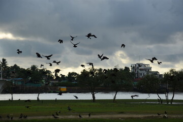 flock of crows flying over urban trees under cloudy skies
