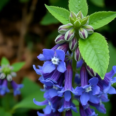 comfrey plant (Symphytum officinale) blooms with blue flowers