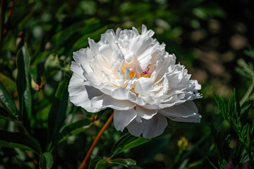 White peony and fresh green spring garden