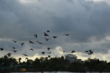 flock of crows flying over urban trees under cloudy skies
