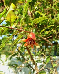 Pomegranate flower in bloom closeup shot