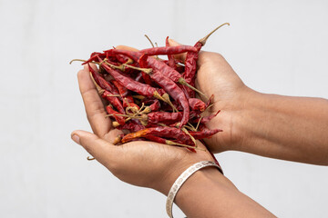 Dry red chili peppers in female hand. Spicy cooking ingredient.
