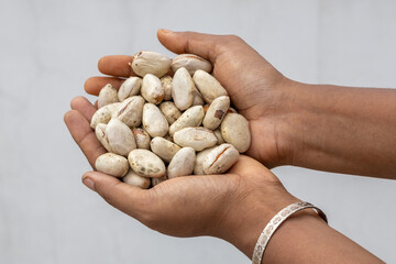 Female hand holding nutritious jackfruit seeds. Blurred white background. Excellent source of...