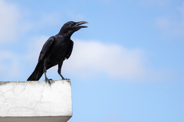 Crow perched on rooftop wall against blue sky. Intelligent bird, smart animal, wildlife photography, nature.