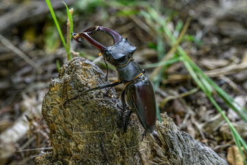 European Stag Beetle (Lucanus cervus) on Forest Log – Macro Wildlife