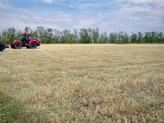 Obraz premium Harvested agricultural field with dry wheat stalks.