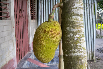Ripe jackfruit (Artocarpus heterophyllus) hanging on tree. Healthy tropical fruit in nature.