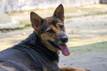 Stray dog close-up in village yard. Panting dog with tongue out, looking at camera. Hot weather and hunger evident. Sitting on the ground.