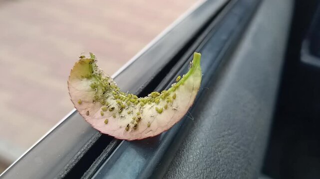 A CloseUp Image of a Caterpillar on a Car Window, Capturing Its Intricate Details and Colors