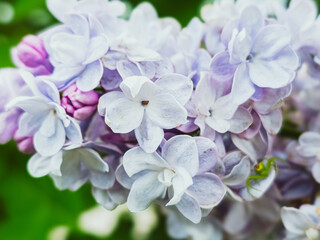 Fototapeta premium Lilac Flowers with Small Spider (SYRINGA VULGARIS)