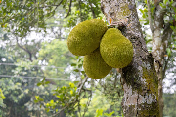 Three ripe jackfruits on a tree. Healthy tropical fruit (Artocarpus heterophyllus) hanging outdoors. © Sahadat