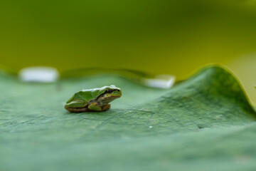 蓮の葉に乗るアマガエル