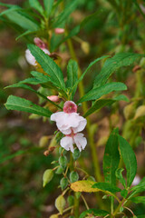 Impatiens balsamina L. – Colorful tropical flower with lush green leaves. Also known as garden balsam or touch-me-not, popular in gardens and herbal medicine.