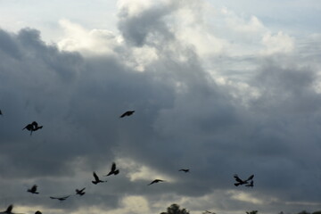 Obraz premium flock of crows flying over urban trees under cloudy skies