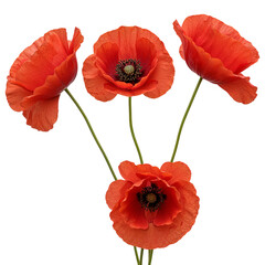 Fototapeta premium Three red poppies isolated on transparent background