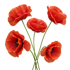 Fototapeta premium Five orange poppies bouquet isolated on transparent background